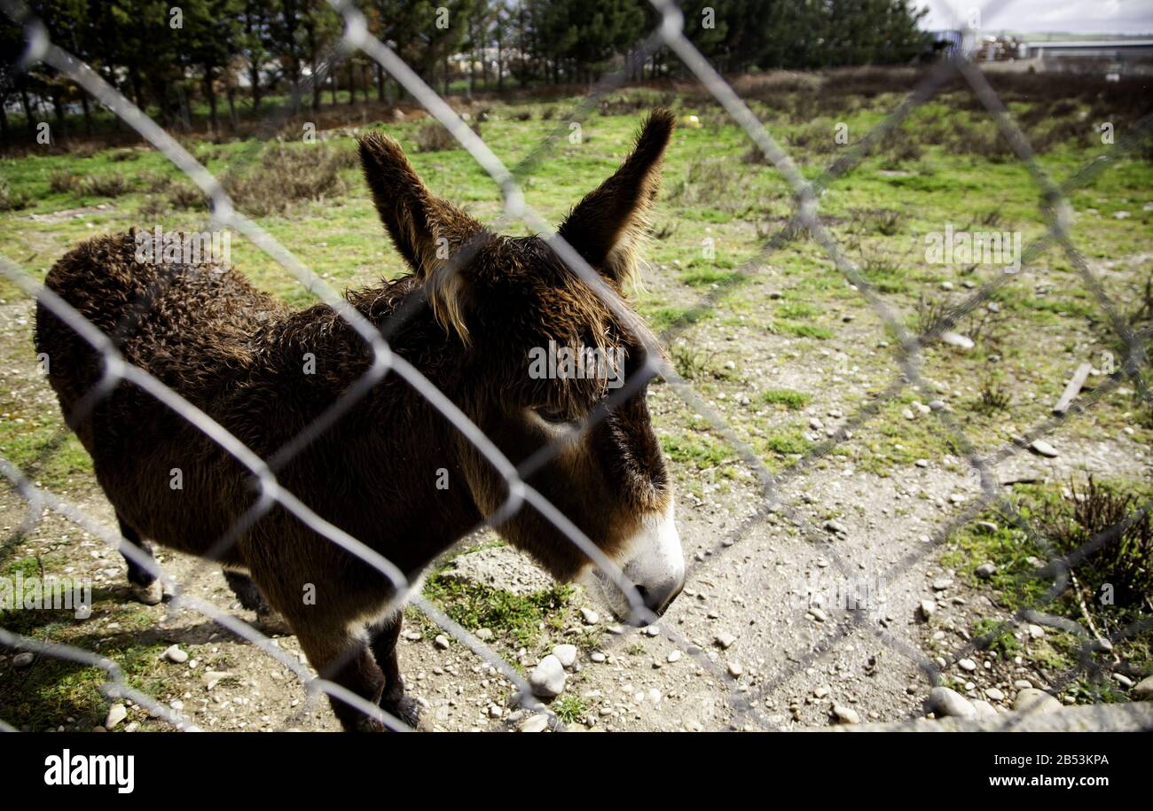 Ânes dans la ferme animale, parc naturel Banque D'Images