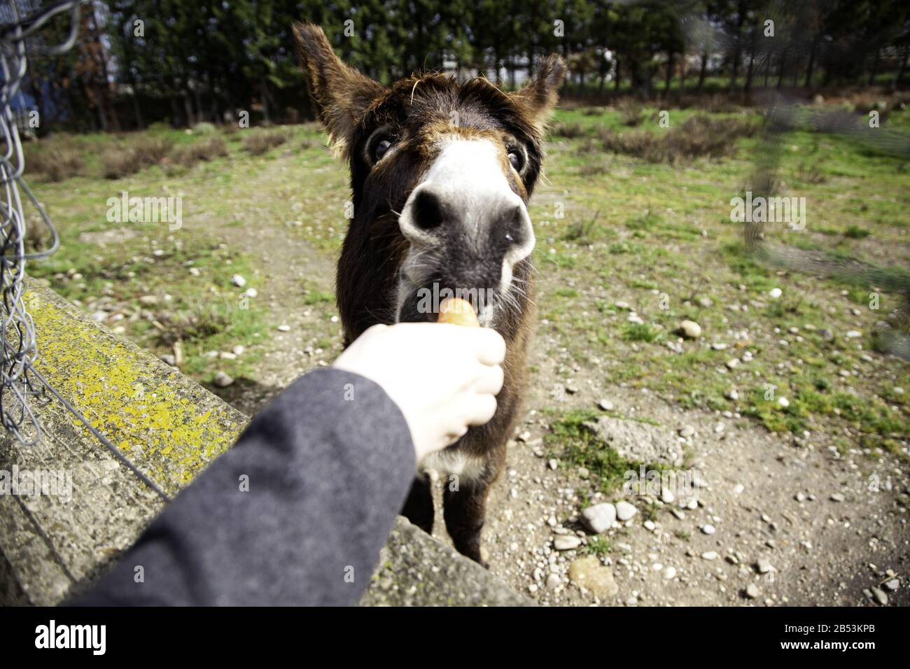 Ânes dans la ferme animale, parc naturel Banque D'Images