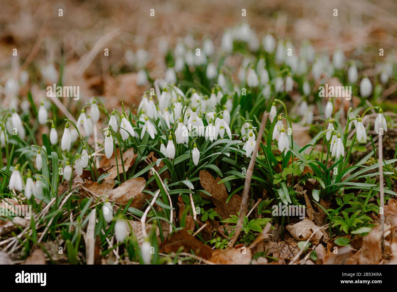 Premières fleurs au printemps - Snowdrops Poussant sur un pré. Banque D'Images