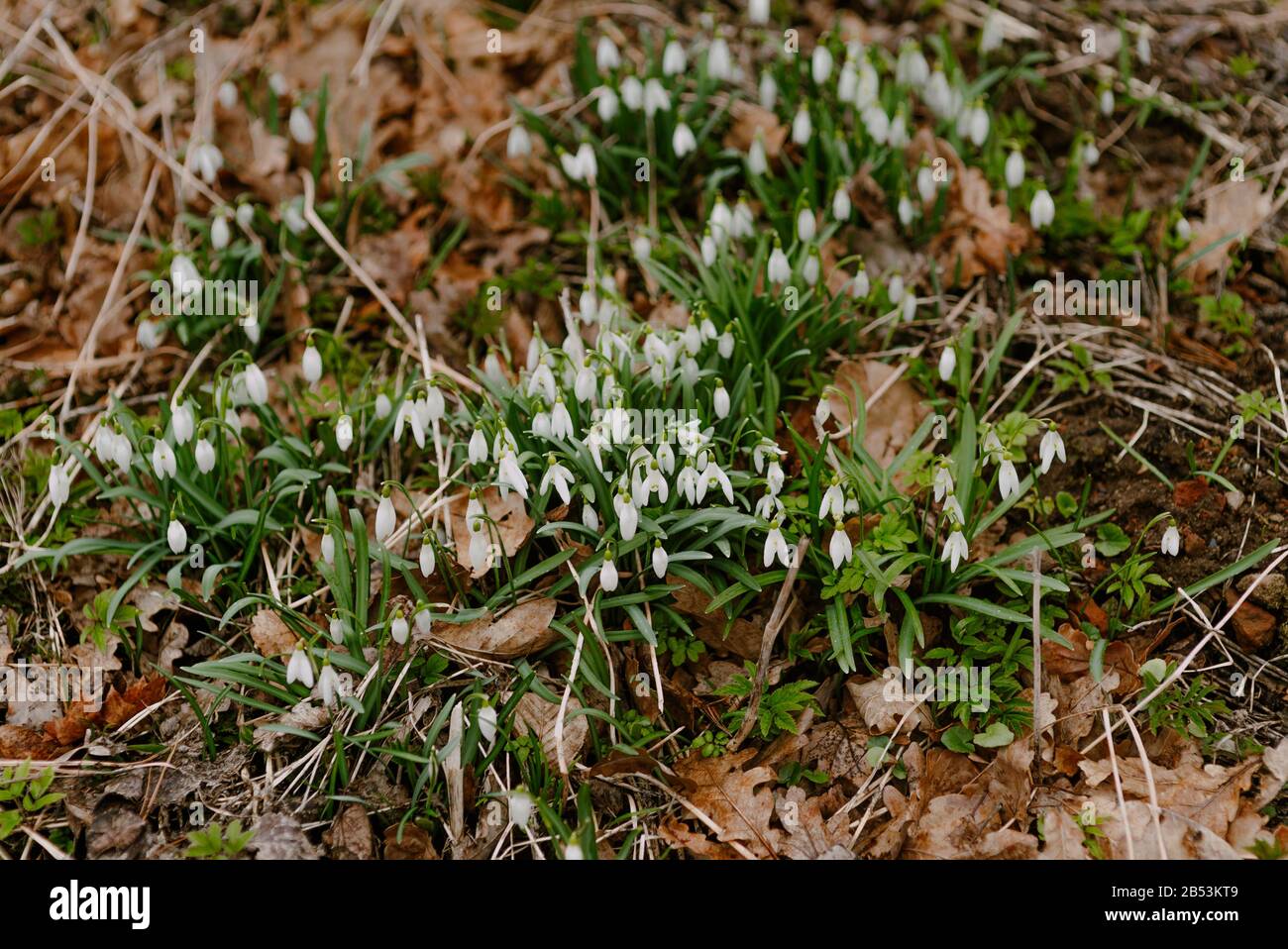 Premières fleurs au printemps - Snowdrops Poussant sur un pré. Banque D'Images