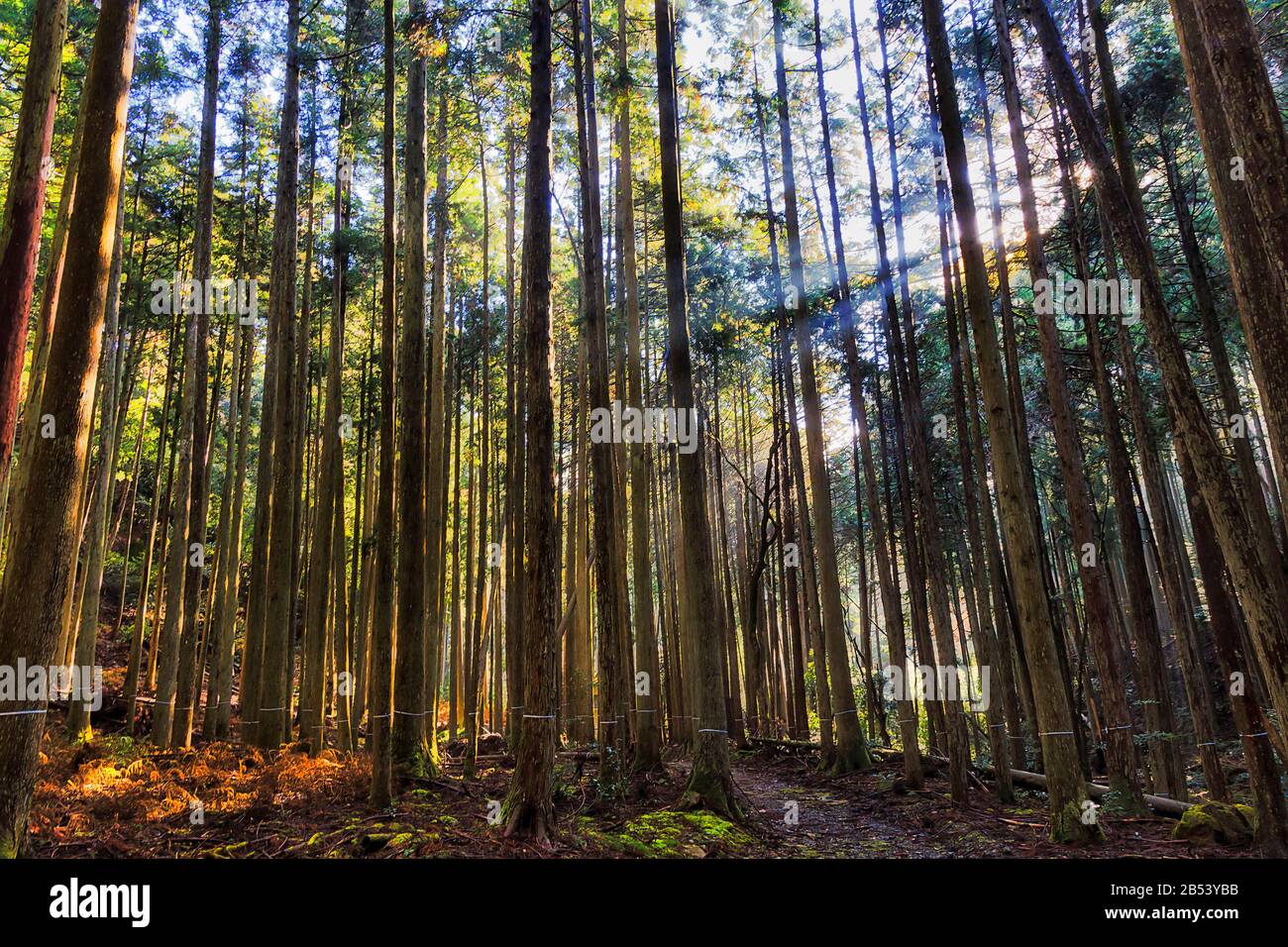 Forêt profonde dans la région d'Ohara autour de Kyoto, au Japon, par une journée ensoleillée avec des rayons de soleil pénétrant dans les pins. Banque D'Images
