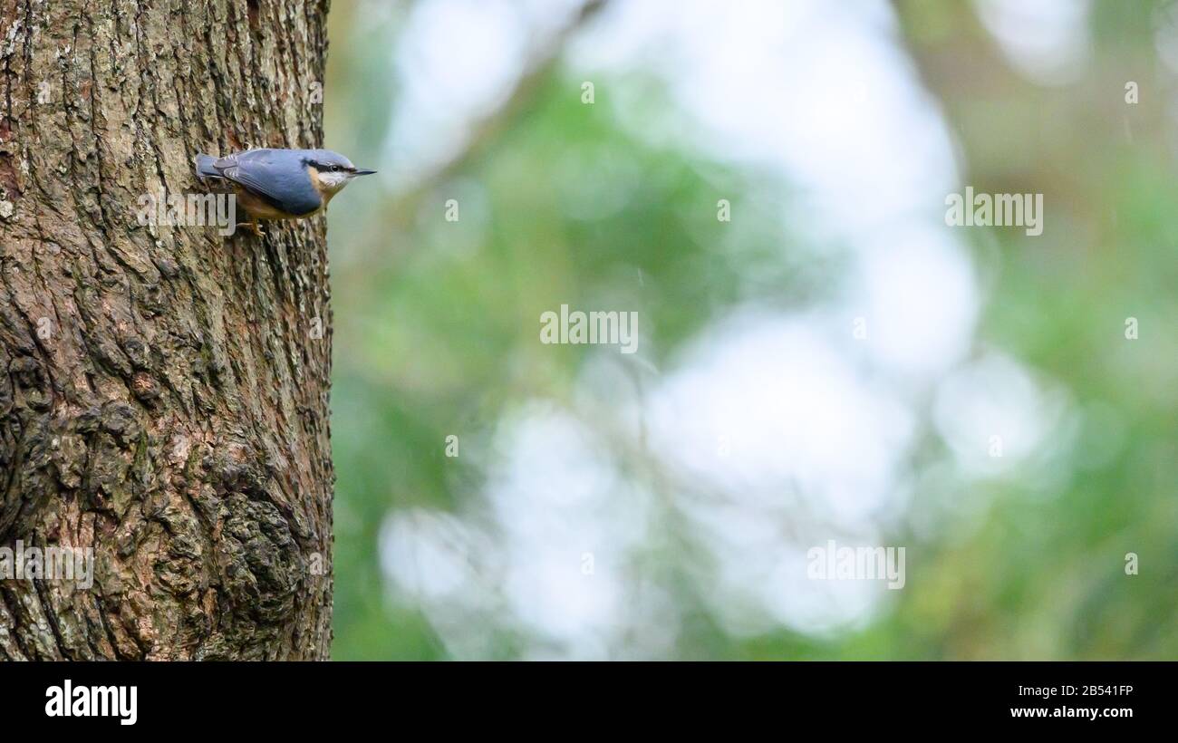 Oiseaux À La Réserve Naturelle De Risley Moss, Warrington Banque D'Images