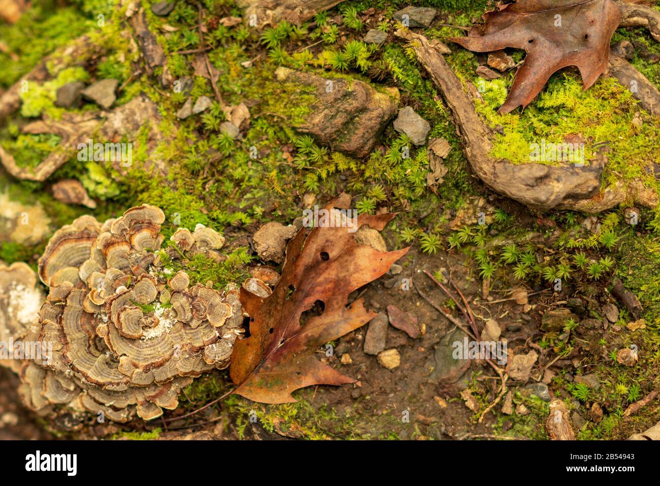 Randonnée sur la piste des Appalaches en Virginie Banque D'Images