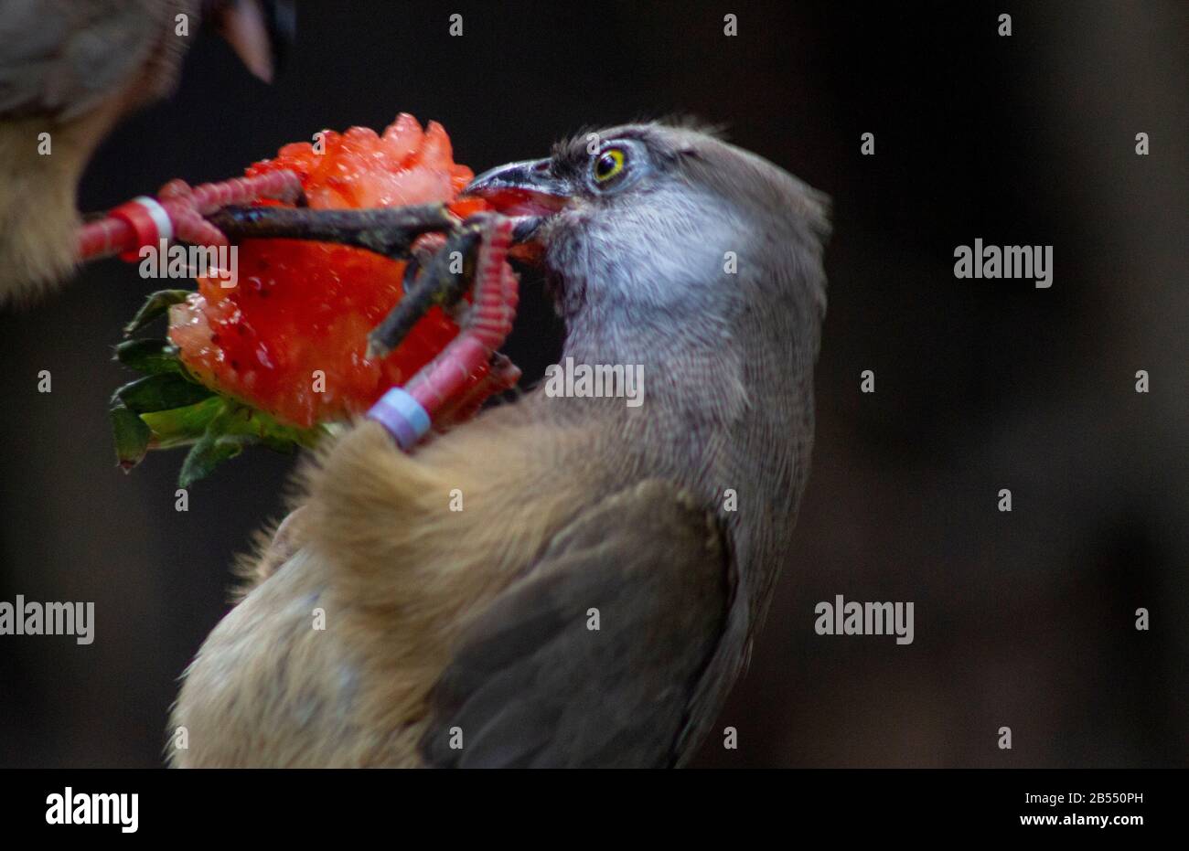 un oiseau gris accroché à une branche sur une délicieuse fraise à l'extérieur Banque D'Images