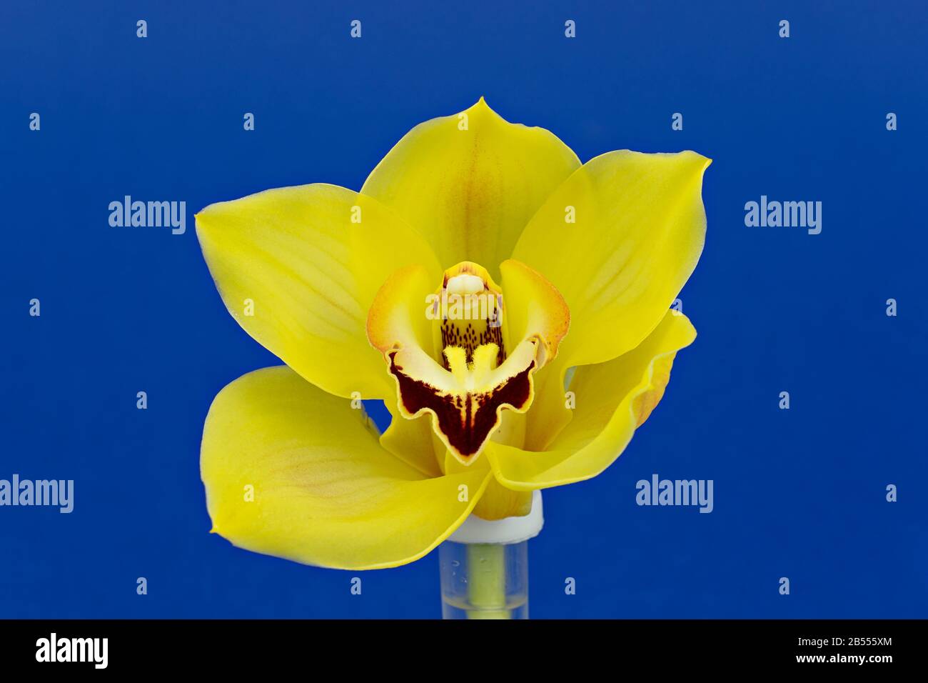 Gros plan de fleur d'orchidée jaune dans une petite bouteille sur fond bleu classique. Carte de vœux de style minimaliste Banque D'Images