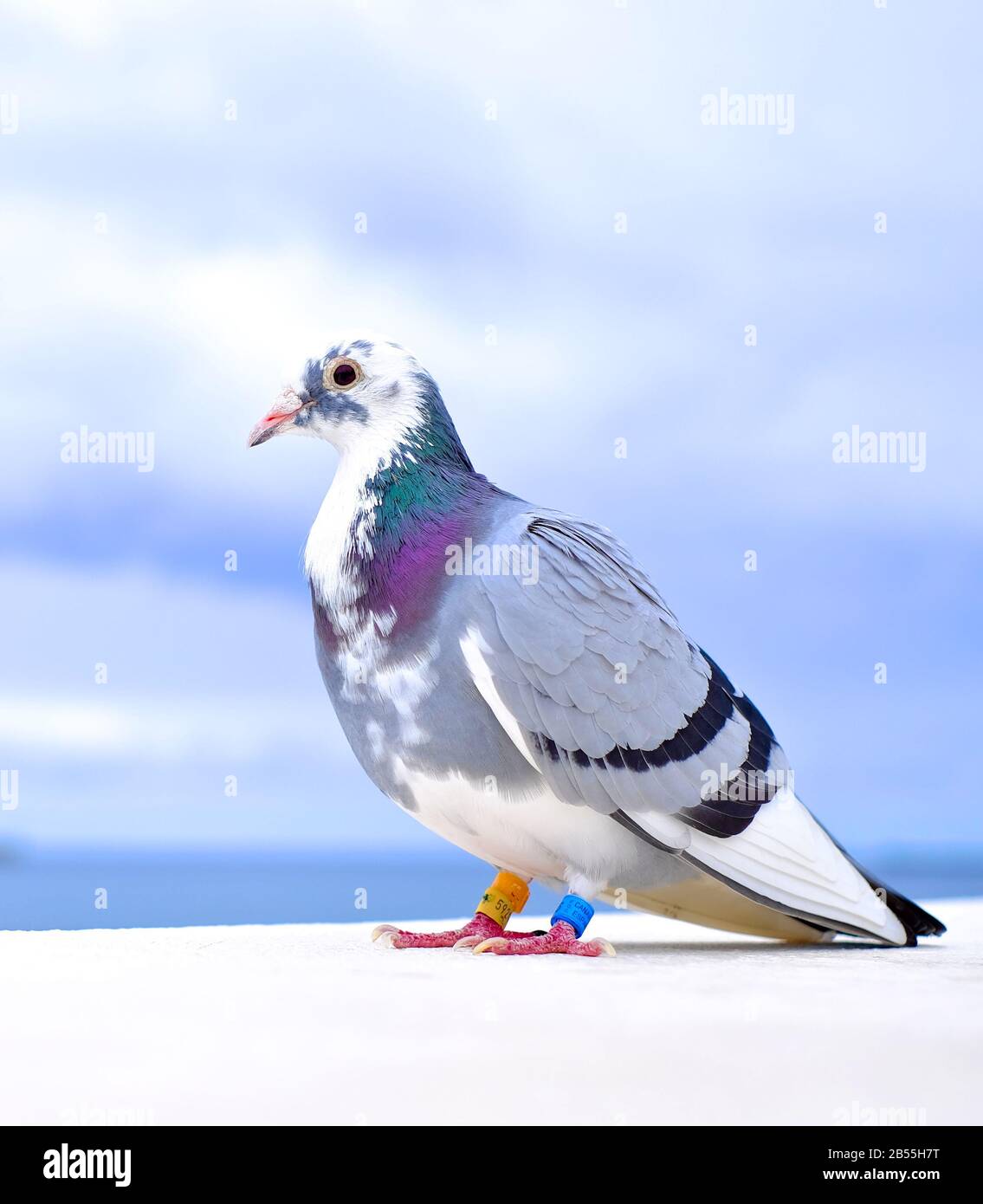 gros pigeon 6 lettres