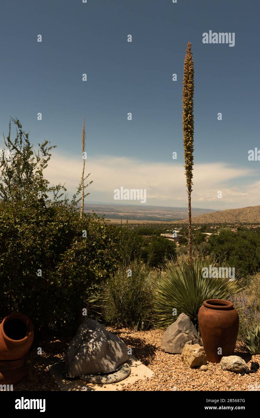 Albuquerque, Nouveau-Mexique paysage montrant l'environnement sud-ouest. Banque D'Images