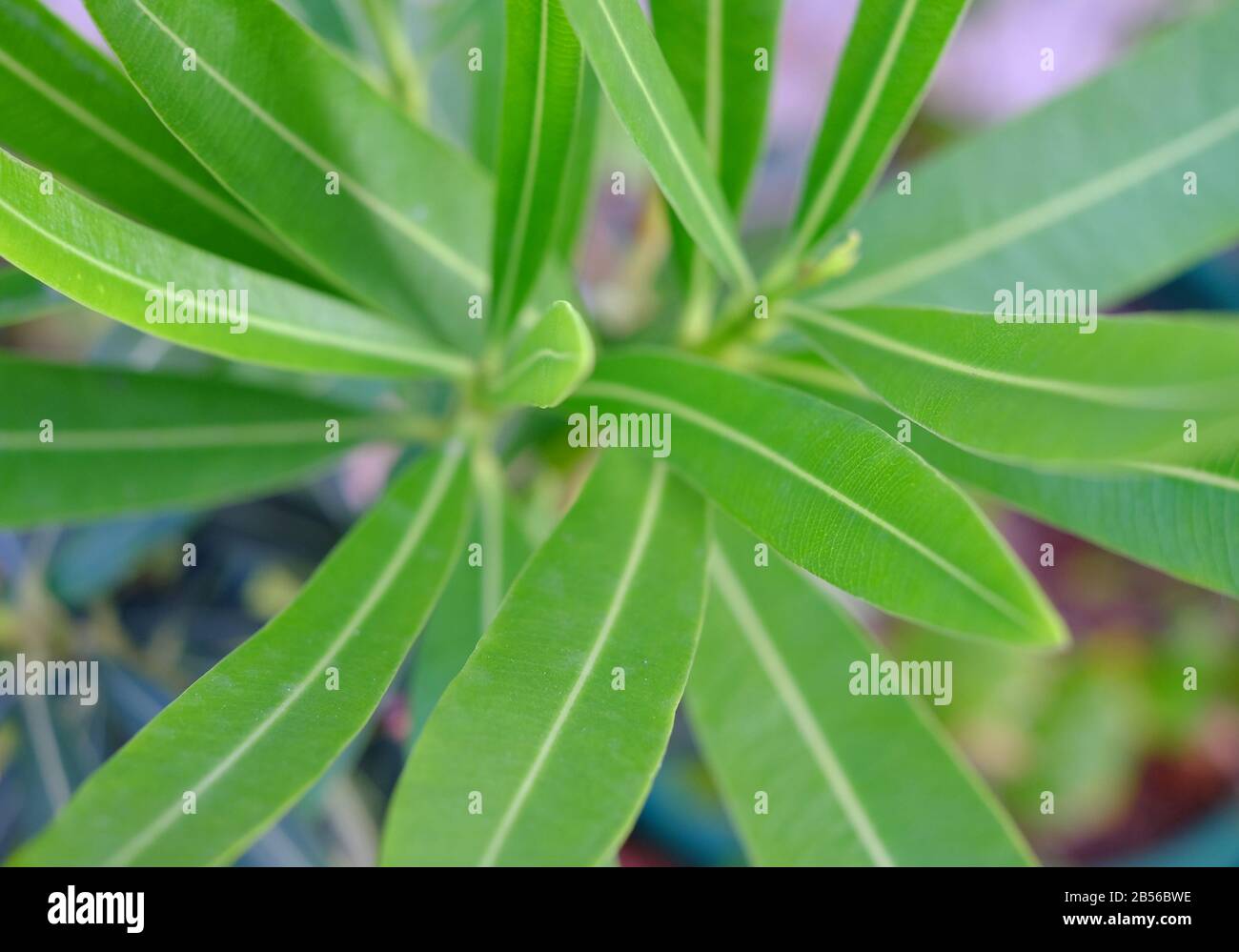 Vue de dessus rapprochée des feuilles fraîches, symétrie dans la nature, mise au point très peu profonde et arrière-plan très doux / flou de premier plan / bokeh. Banque D'Images