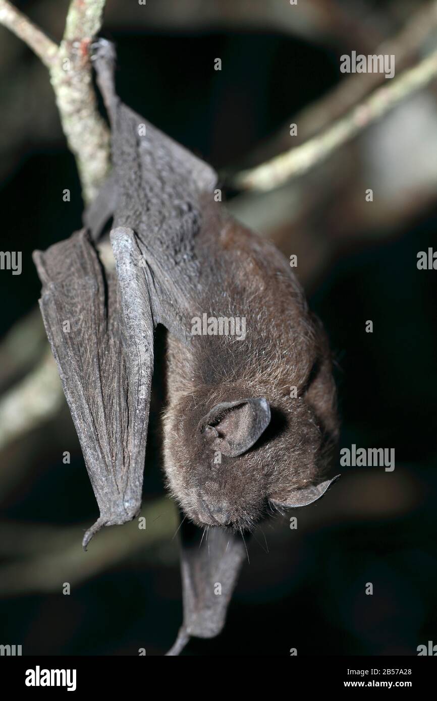 12962362167807431180allepetite Chauve Souris Brune Myotis Lucifugus De La Chauve Sourishtml
