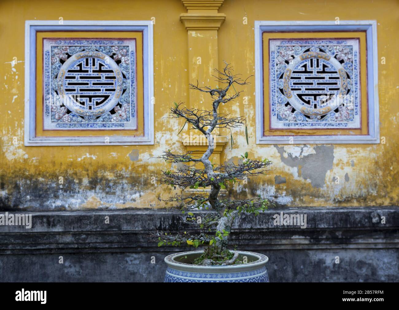 Arbre Bonsai et feuillage vert poussant dans vase en porcelaine bleue. Palais Impérial De Hue, Mur Jaune, Vietnam, Décor Asiatique Traditionnel En Arrière-Plan Banque D'Images