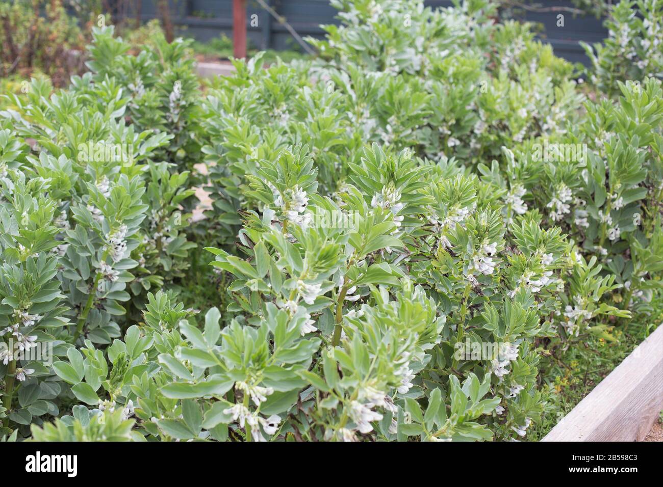 Vicia faba grandit dans un jardin avec lit surélevé. Banque D'Images