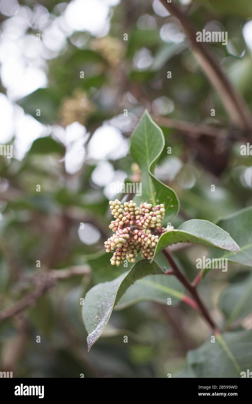 Rhus ovata - bague en sucre. Banque D'Images