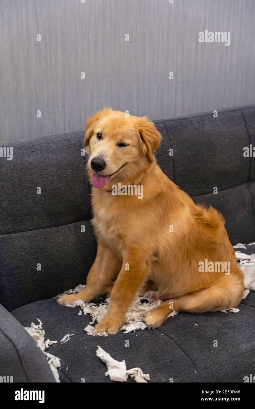 Joli chien doré souriant après avoir joué des papiers sur le canapé Banque D'Images