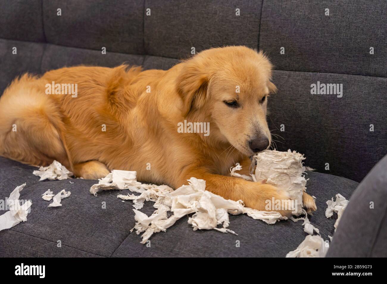 Joli retriever doré jouant du papier toilette sur le canapé Banque D'Images