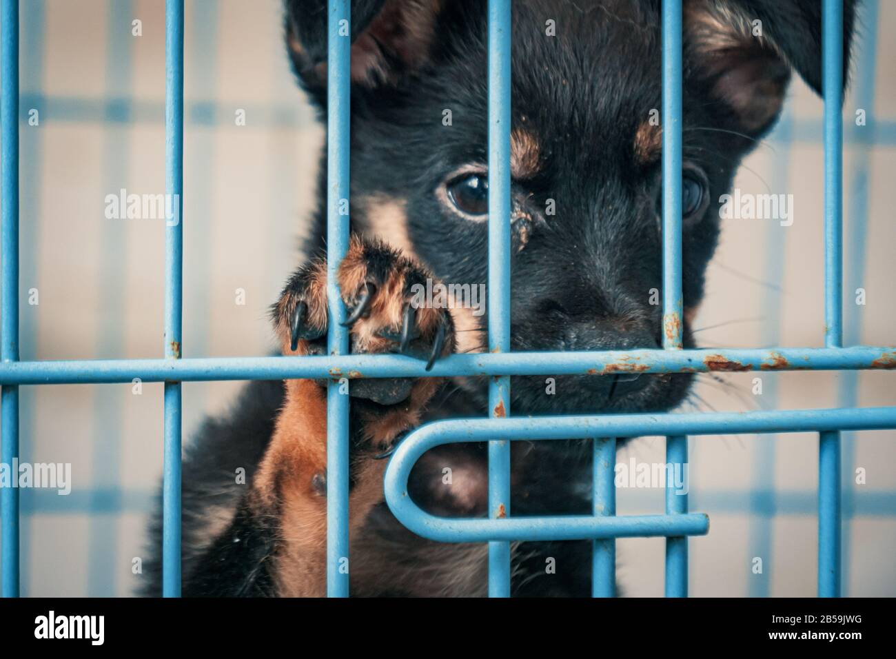 Chiot triste de s'abriter derrière une clôture en attente d'être secouru et adoptée à nouveau la maison. Abri pour animaux concept Banque D'Images