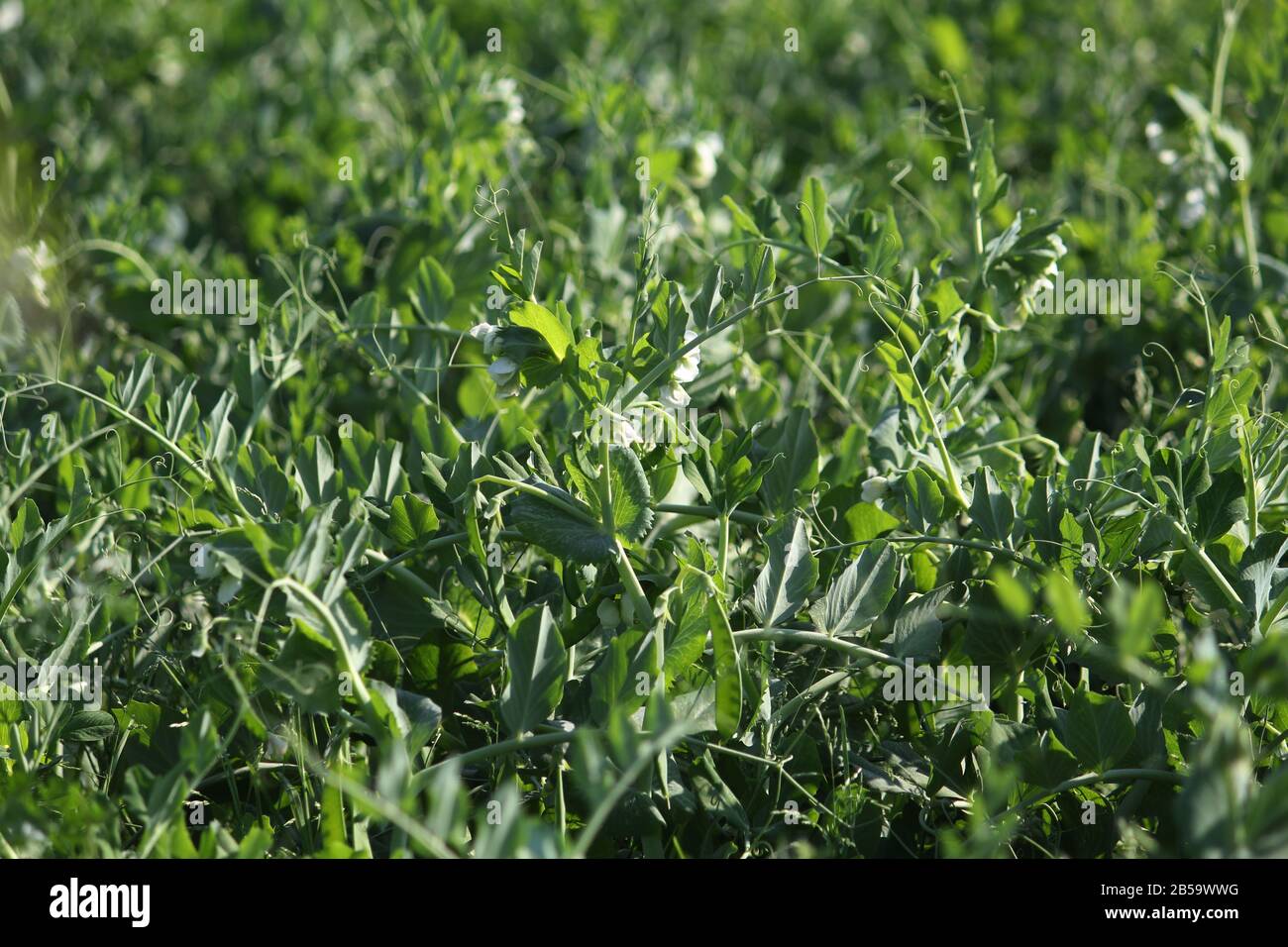 Selective focus sur les gousses de pois vert vif sur des plantes de pois dans le jardin. Pois à l'extérieur Banque D'Images