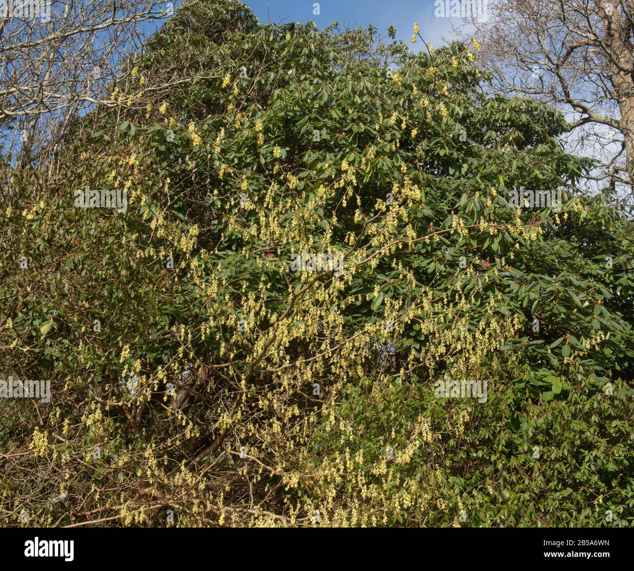 Arbuste À Feuilles Caduques (Corylopsis spicata), À Fleurs Printanières, Qui Pousse dans un jardin de forêt dans les Cornouailles rurales, Angleterre, Royaume-Uni Banque D'Images