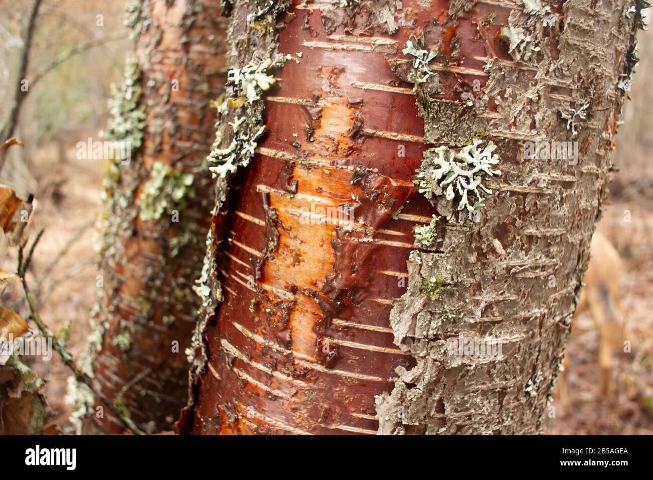 Le tronc d'un jeune arbre de Birch rouge (Betula occidentalis) avec des lichens feuilles sur l'écorce, le long du ruisseau Callahan, à Troy, Montana. Royaume: Plantae Cl Banque D'Images