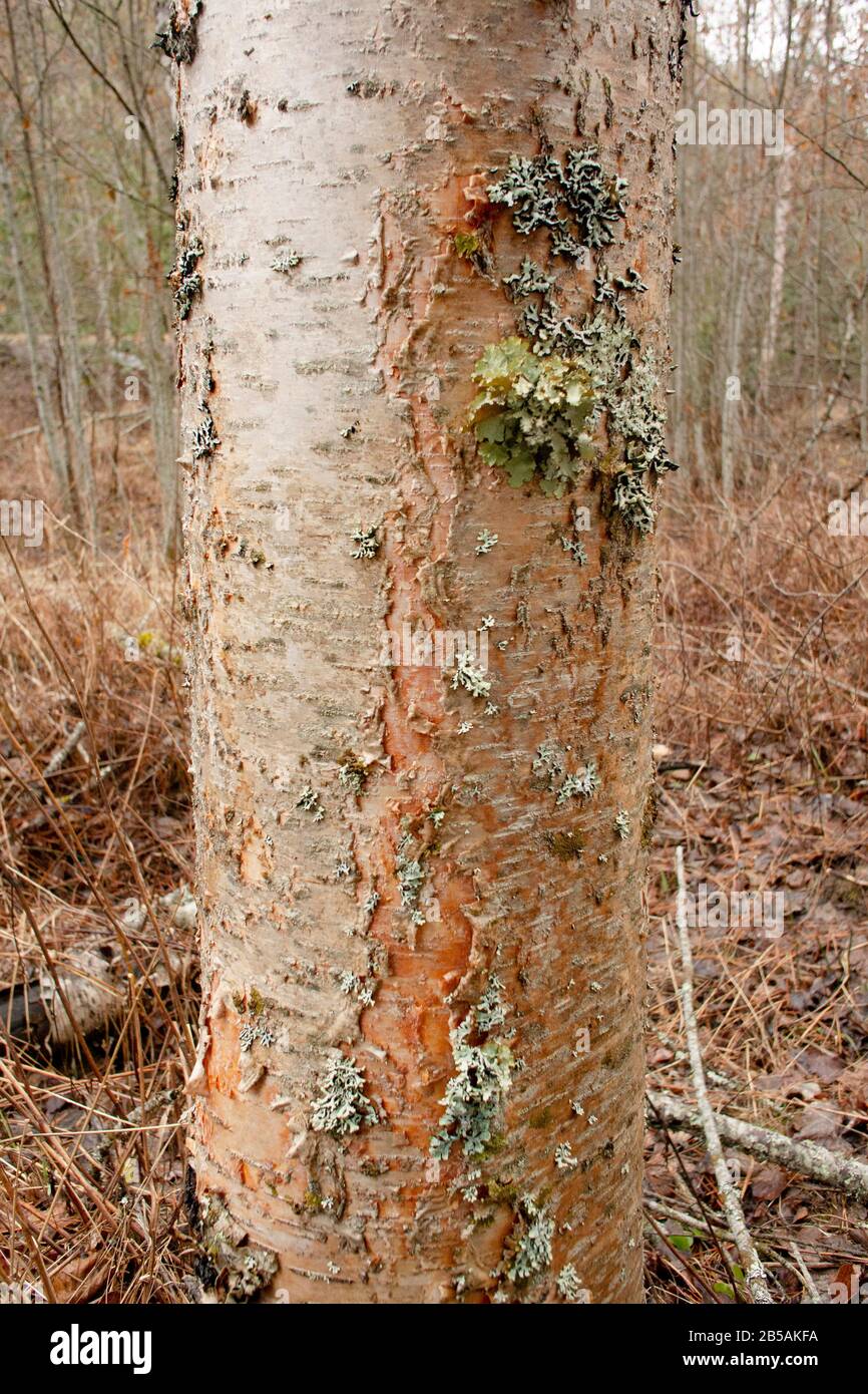 Le tronc d'un jeune arbre de Birch rouge (Betula occidentalis) avec des lichens feuilles sur l'écorce, le long du ruisseau Callahan, à Troy, Montana. Royaume: Plantae Cl Banque D'Images