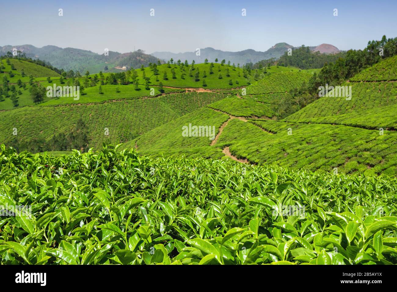 Les plantations de thé à Munnar, Kerala, Inde Banque D'Images