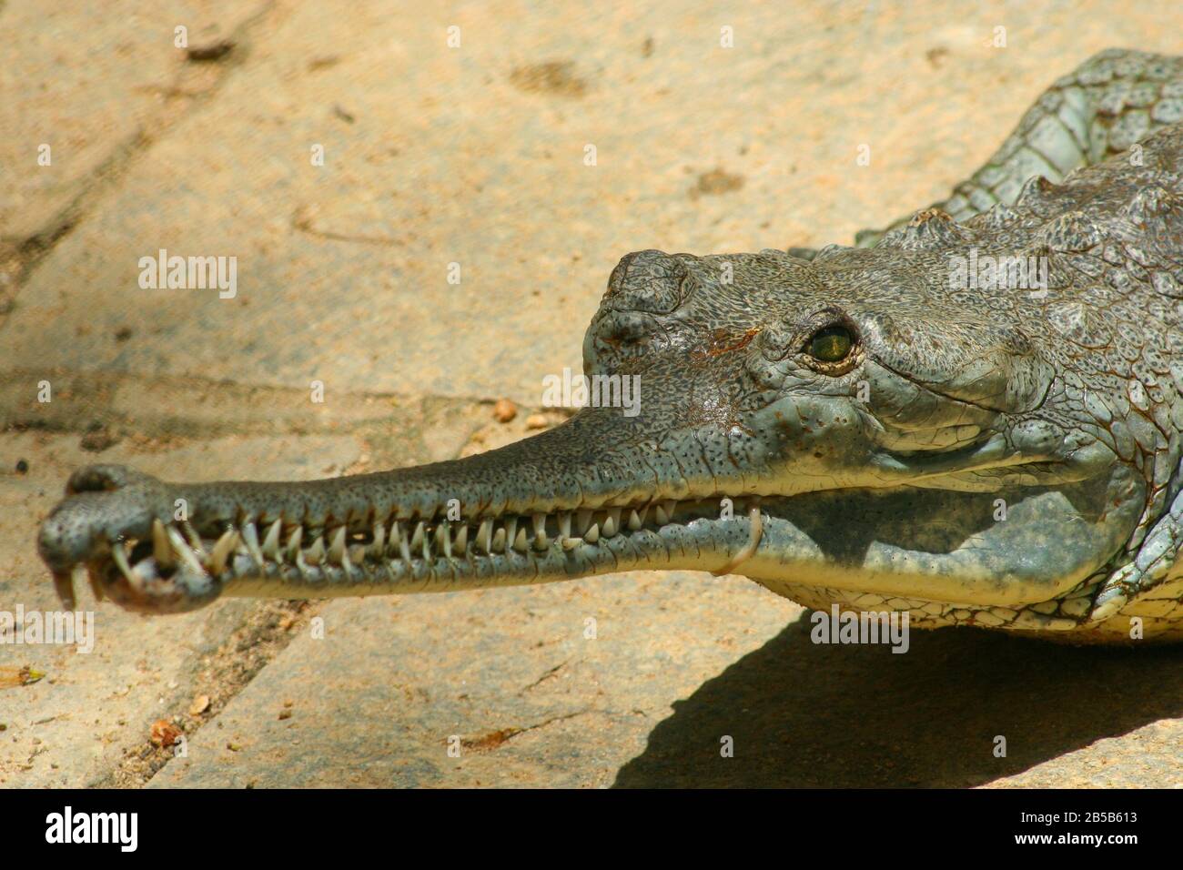 Baking de gharial au soleil dans le zoo de Bannerghatta (Bangalore, Inde) Banque D'Images