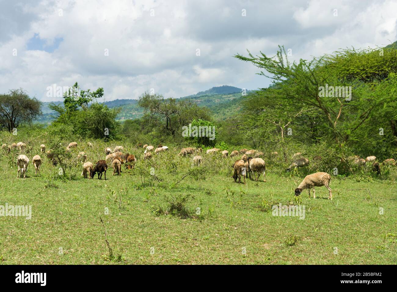 Troupeau de bestiaux de moutons dans un champ, au centre du Kenya Banque D'Images