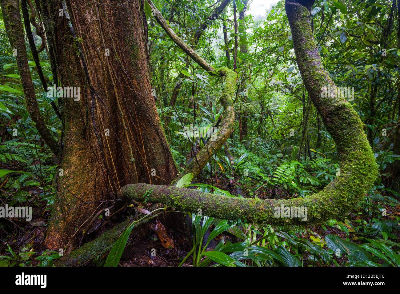 Arbres et branches dans la forêt de nuages du parc national Omar Torrijos, province du Cercle, République du Panama. Banque D'Images