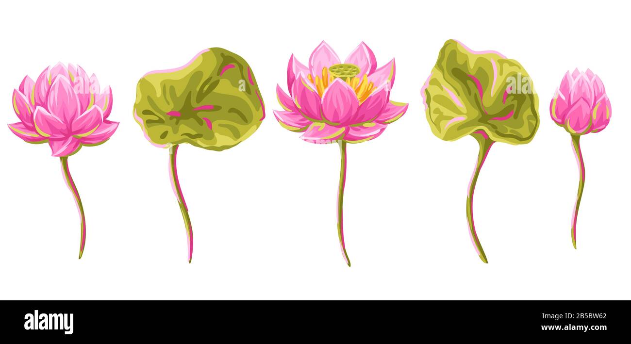 Ensemble de fleurs de lotus. Illustration décorative de nénuphars. Illustration de Vecteur