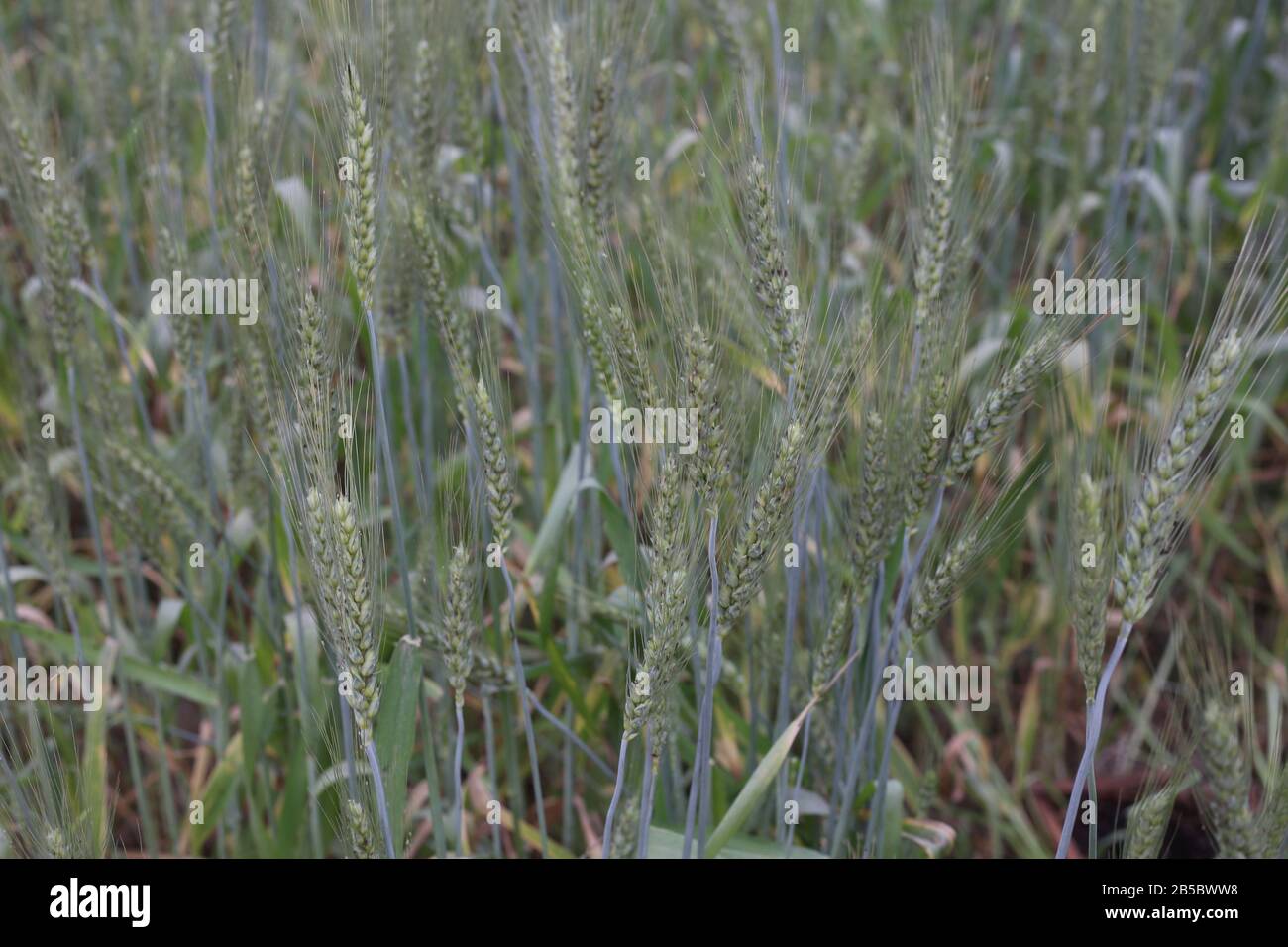 Production De Blé Dans Des Environnements En Évolution Banque D'Images