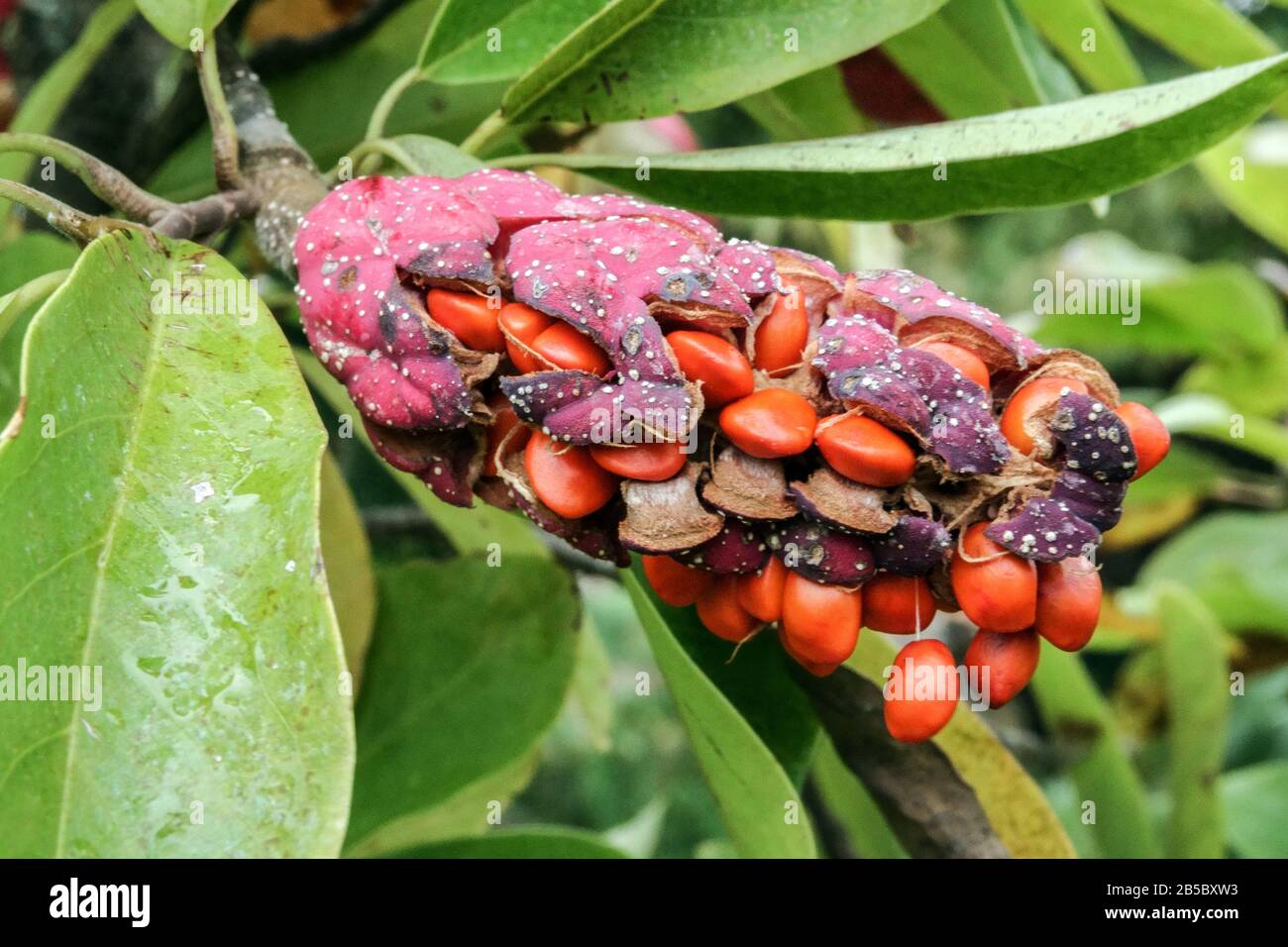 Pode de graines Magnolia sur les graines de gros plan de l'arbre Banque D'Images