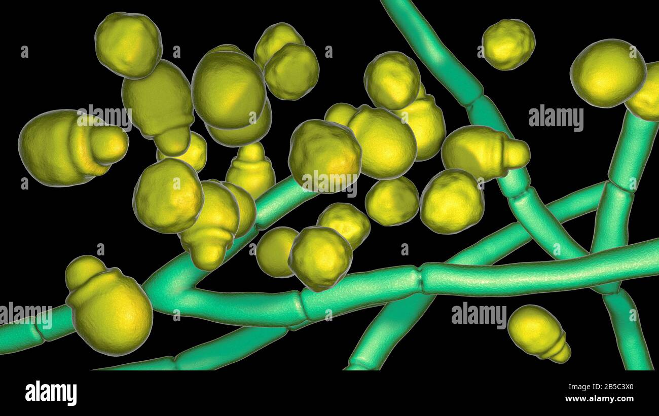 Champignon De La Peau De Malassezia Illustration Photo Stock Alamy