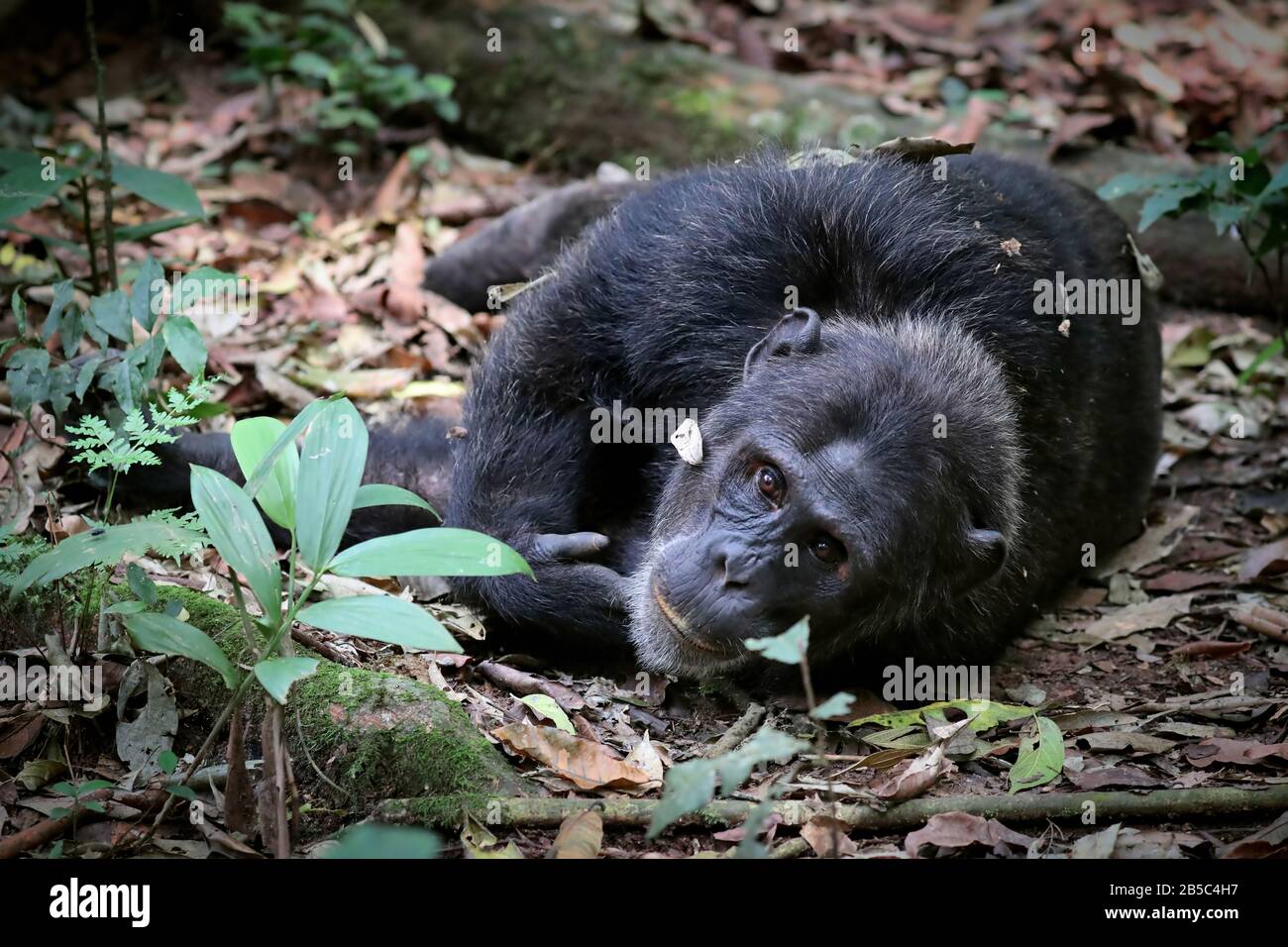 Chimpanzé au parc national de Kibale Ouganda (Pan troglodytes) Banque D'Images