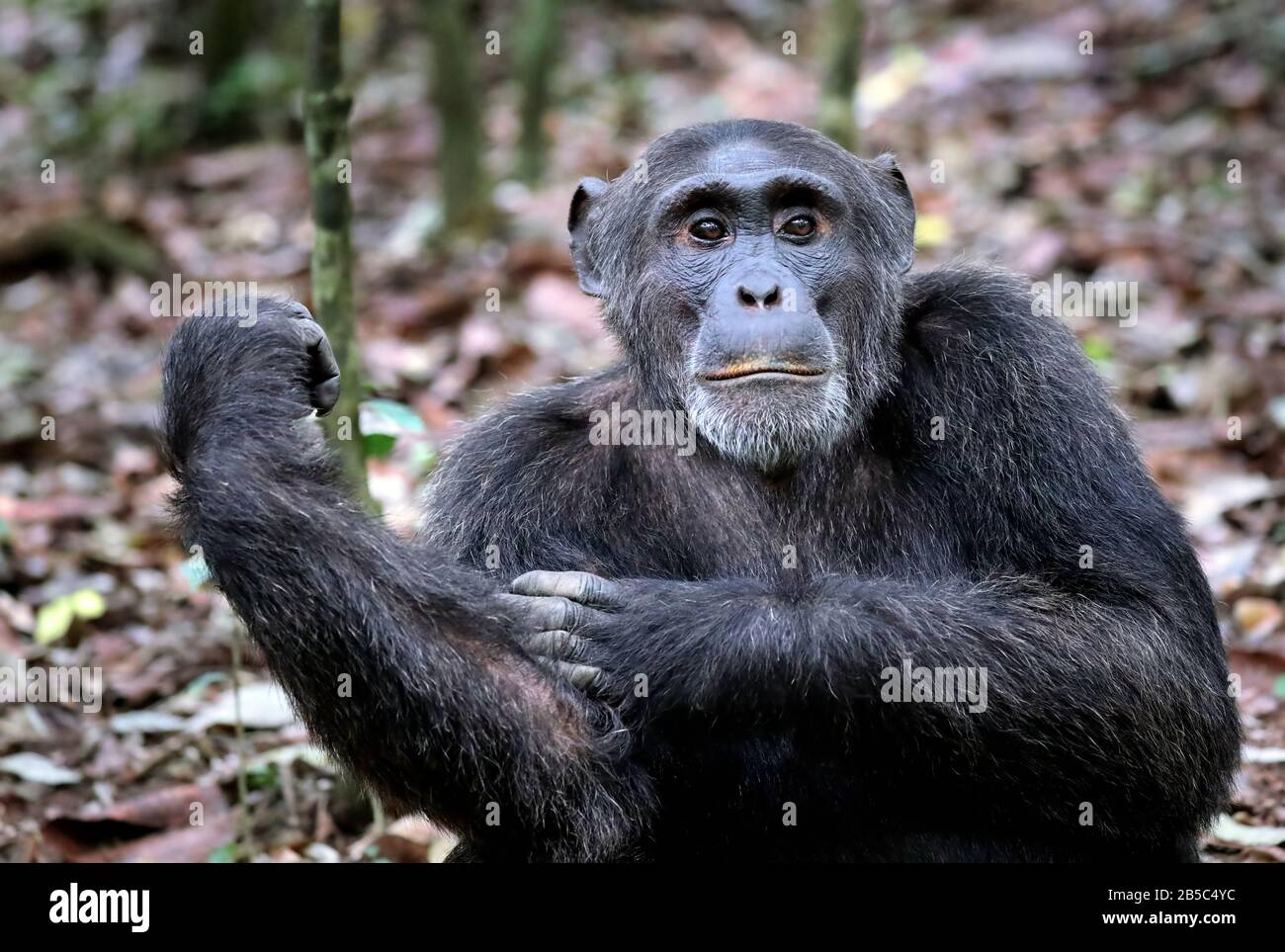 Chimpanzé au parc national de Kibale Ouganda (Pan troglodytes) Banque D'Images