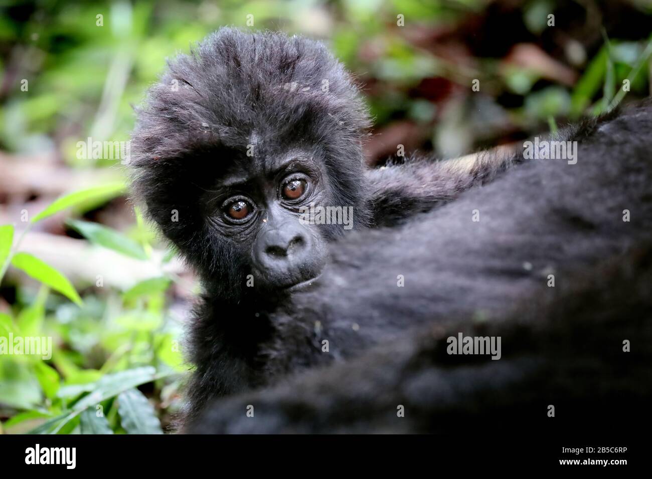 Gorilla De Young Mountain À Bwindi Impénétrable National Par Banque D'Images