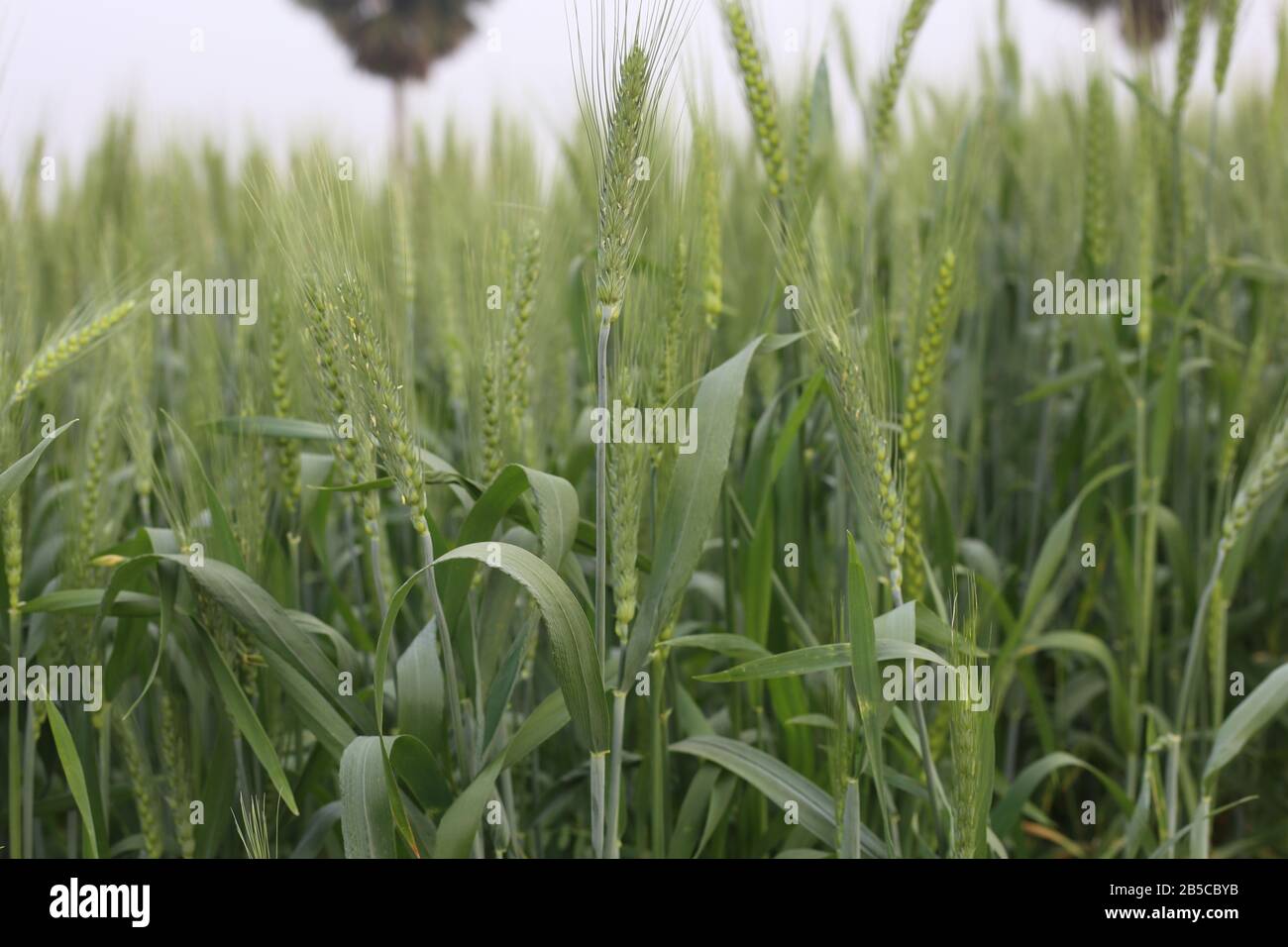Jeunes plants de blé vert dans le sol jeunes plants de blé Photo Stock -  Alamy