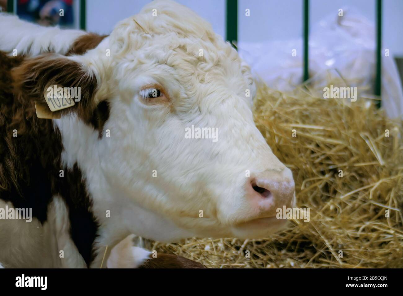 Traite de vache à l'exposition des animaux agricoles, salon - gros plan Banque D'Images