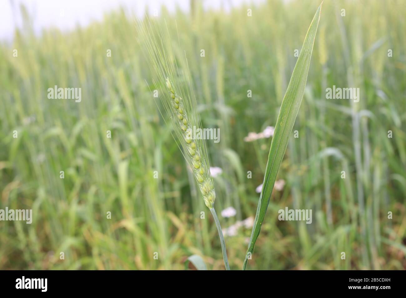 Green Young Wheat Field Le Sunny Day Banque D'Images
