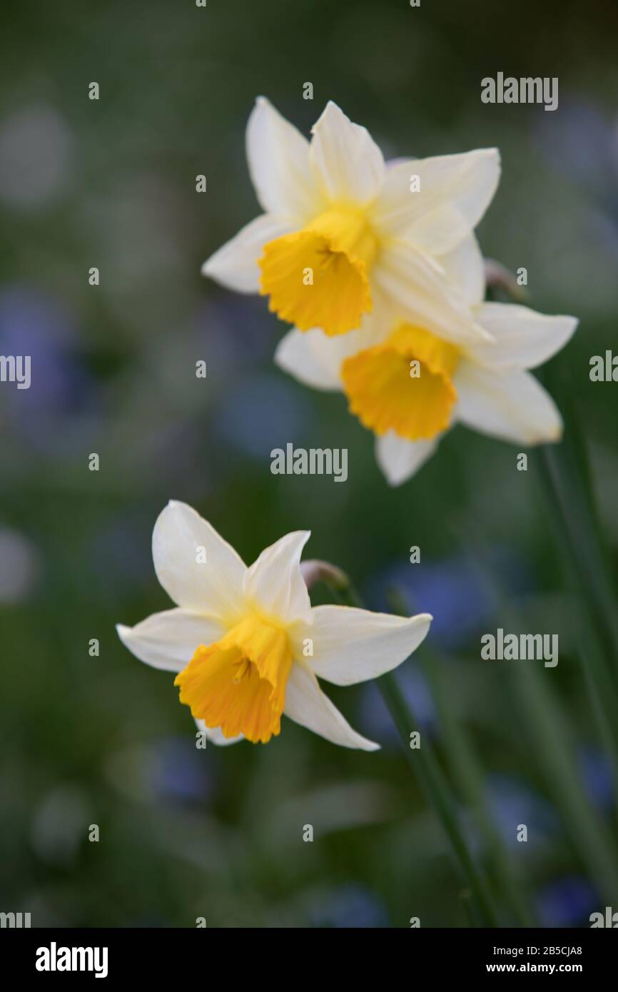 Les jonquilles du début du printemps dans le parc du manoir de Waddesdon. Banque D'Images