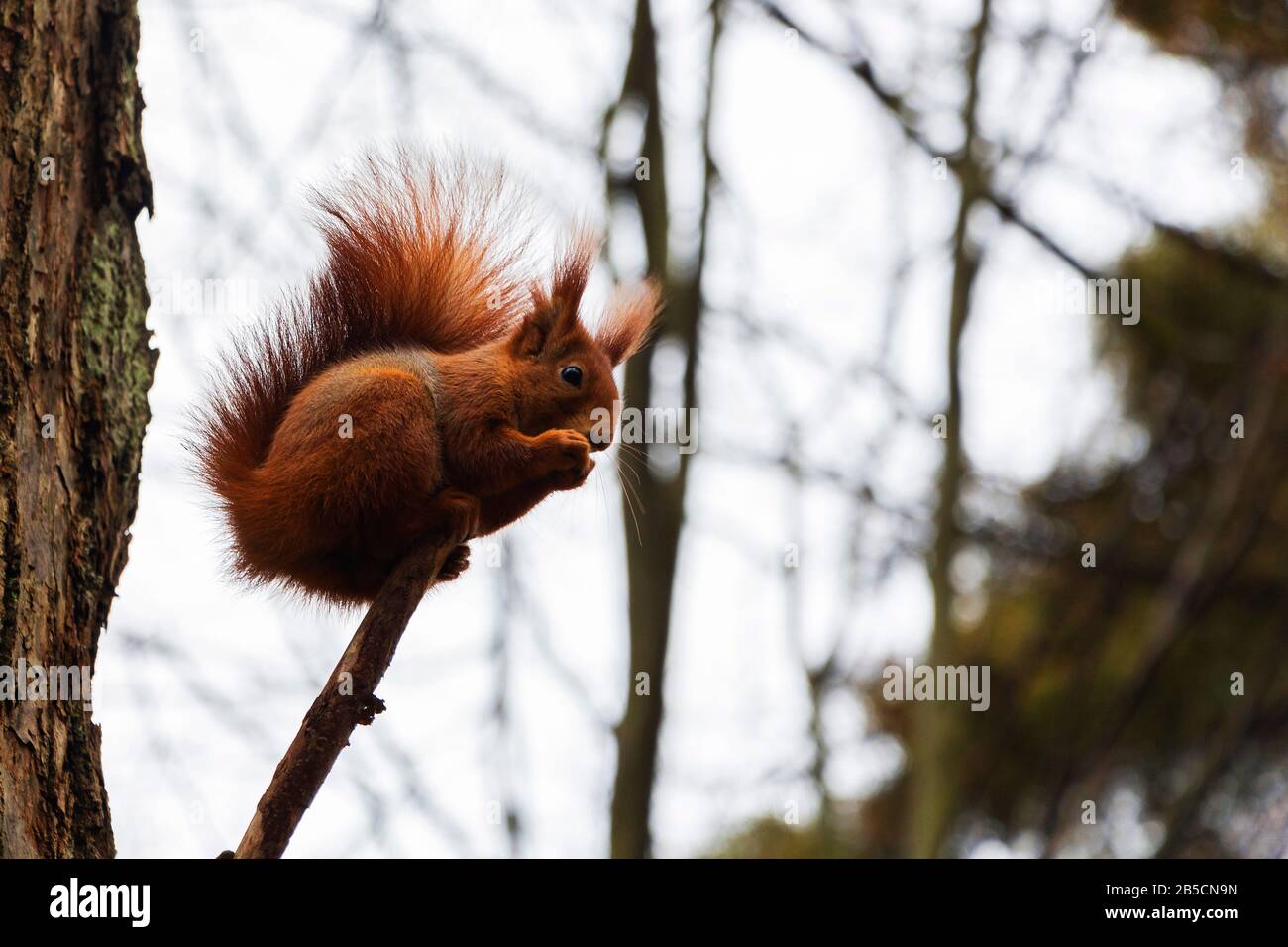 Un petit écureuil gris-orange se trouve sur une branche dans un parc d'automne Banque D'Images