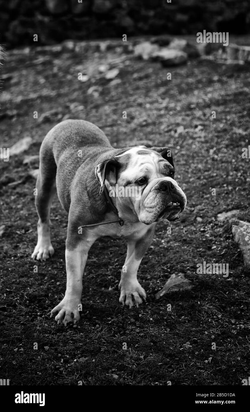 Bulldog dans park jouer et marcher, pedigree animaux Banque D'Images