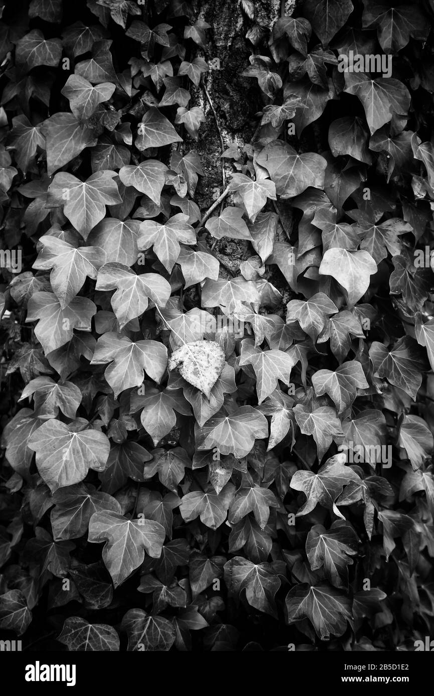 Les feuilles d'automne sur le sol du parc, des saisons et de l'environnement Banque D'Images