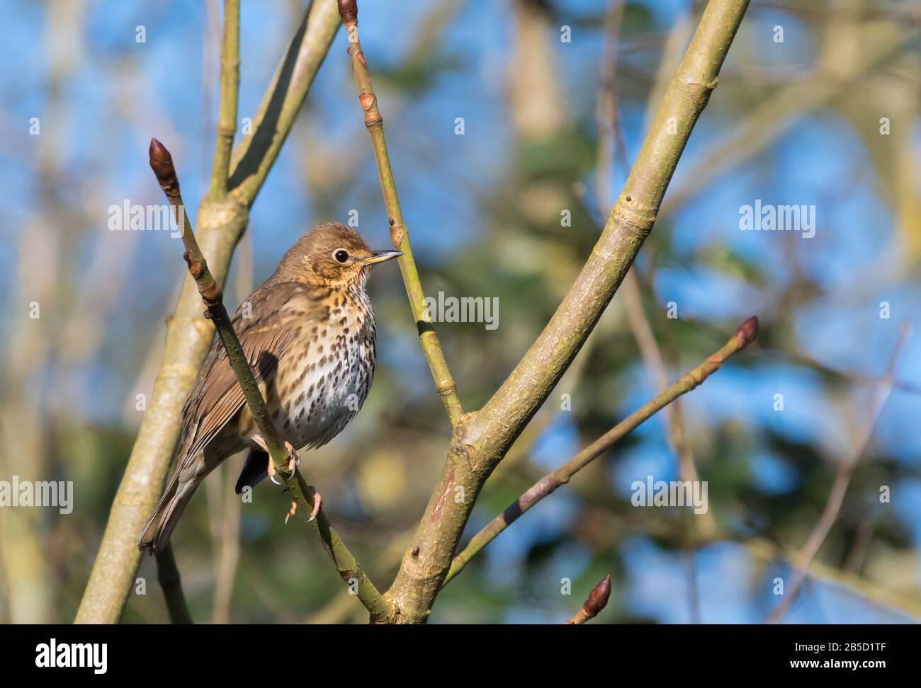 Vue latérale d'une Grive de la chanson (Turdus philomelos) perchée sur une branche dans un arbre au printemps à West Sussex, Angleterre, Royaume-Uni. Banque D'Images