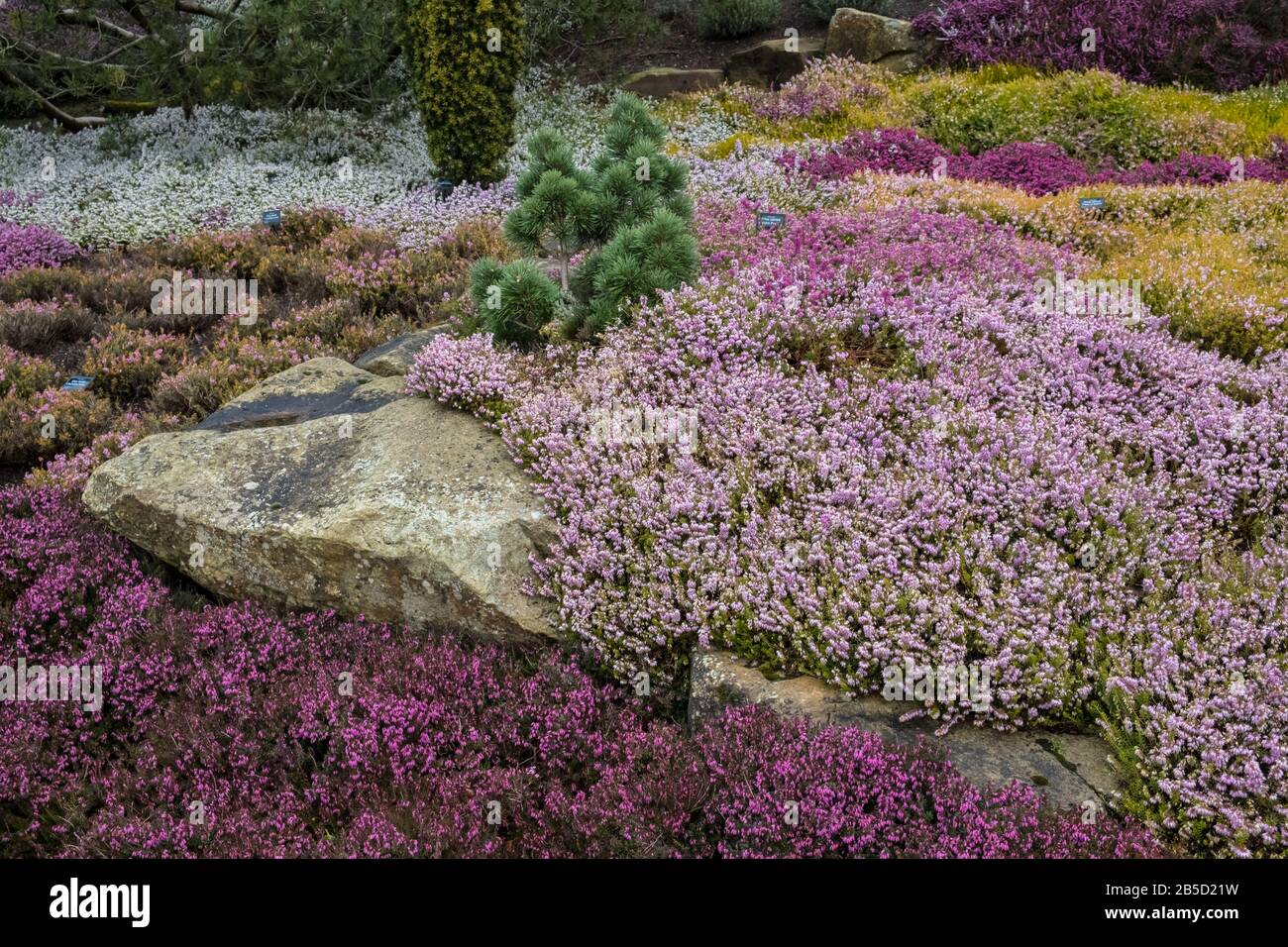 Fleurs Ericea Carnea plantes cultivar en février / mars donnant un affichage coloré de jardin en fin d'hiver ou au début du printemps, Yorkshire, Angleterre, Royaume-Uni Banque D'Images