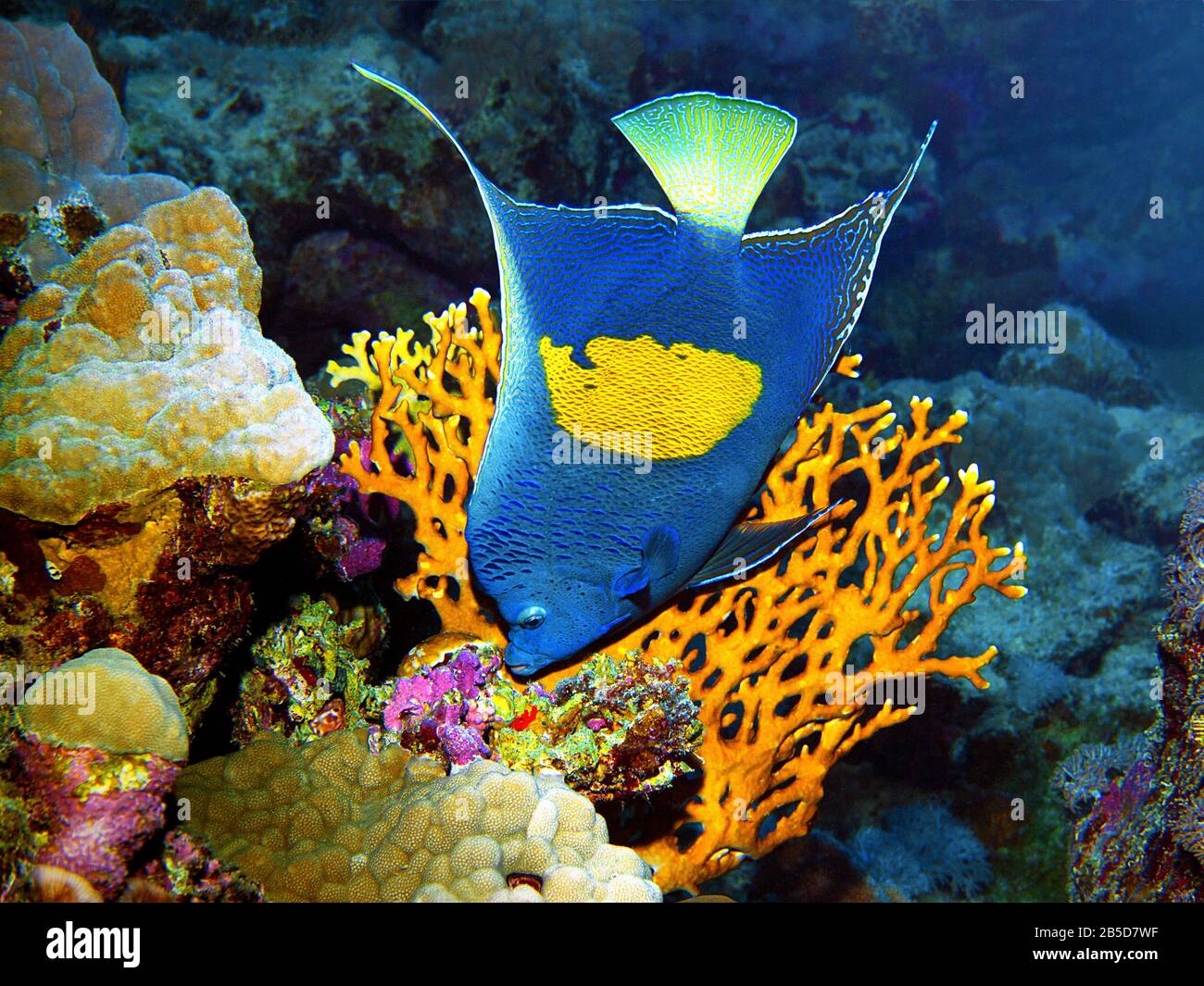 L'angelfish pose très pittoresque en face d'un corail pour cette photographe sous-marine. Une plongée en mer Rouge, Egypte Banque D'Images