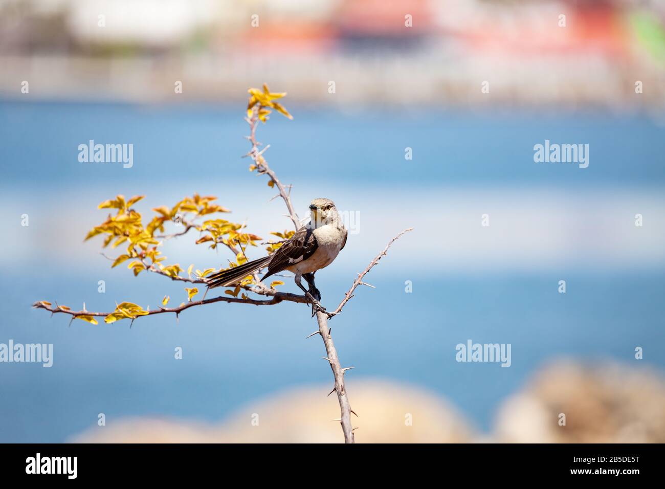 Sparrow s'asseoir sur la branche du bush au-dessus de la rivière au printemps Banque D'Images