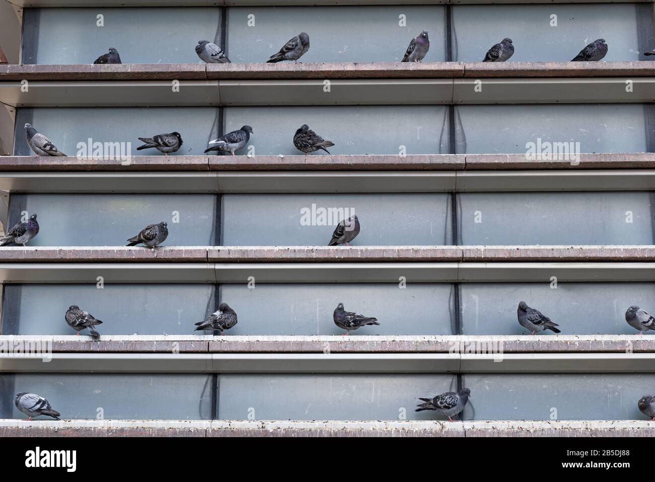 Groupe de pigeons domestiques (Columba livia domestica) salon et repos bâtiment extérieur étagères dans la ville. Banque D'Images