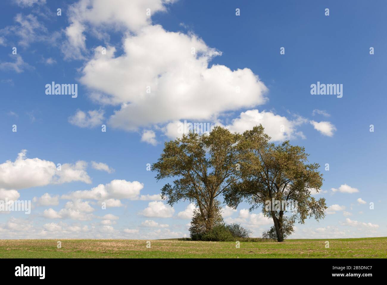 Deux arbres sur un champ, le comté de Lauenburg, Scheswig-Holstein, Allemagne du Nord, Europe centrale Banque D'Images
