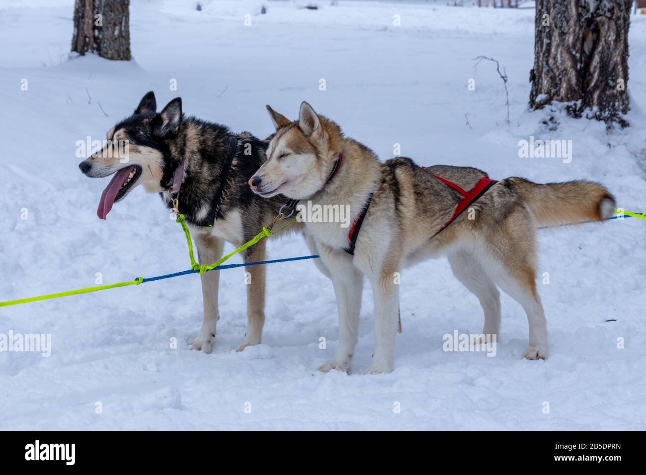 Gros plan de deux chiens Sibirian Husky de couleur différente, debout dans la neige avec des harnes pour traîneau à chiens connectés, photo du nord de la Suède. Banque D'Images