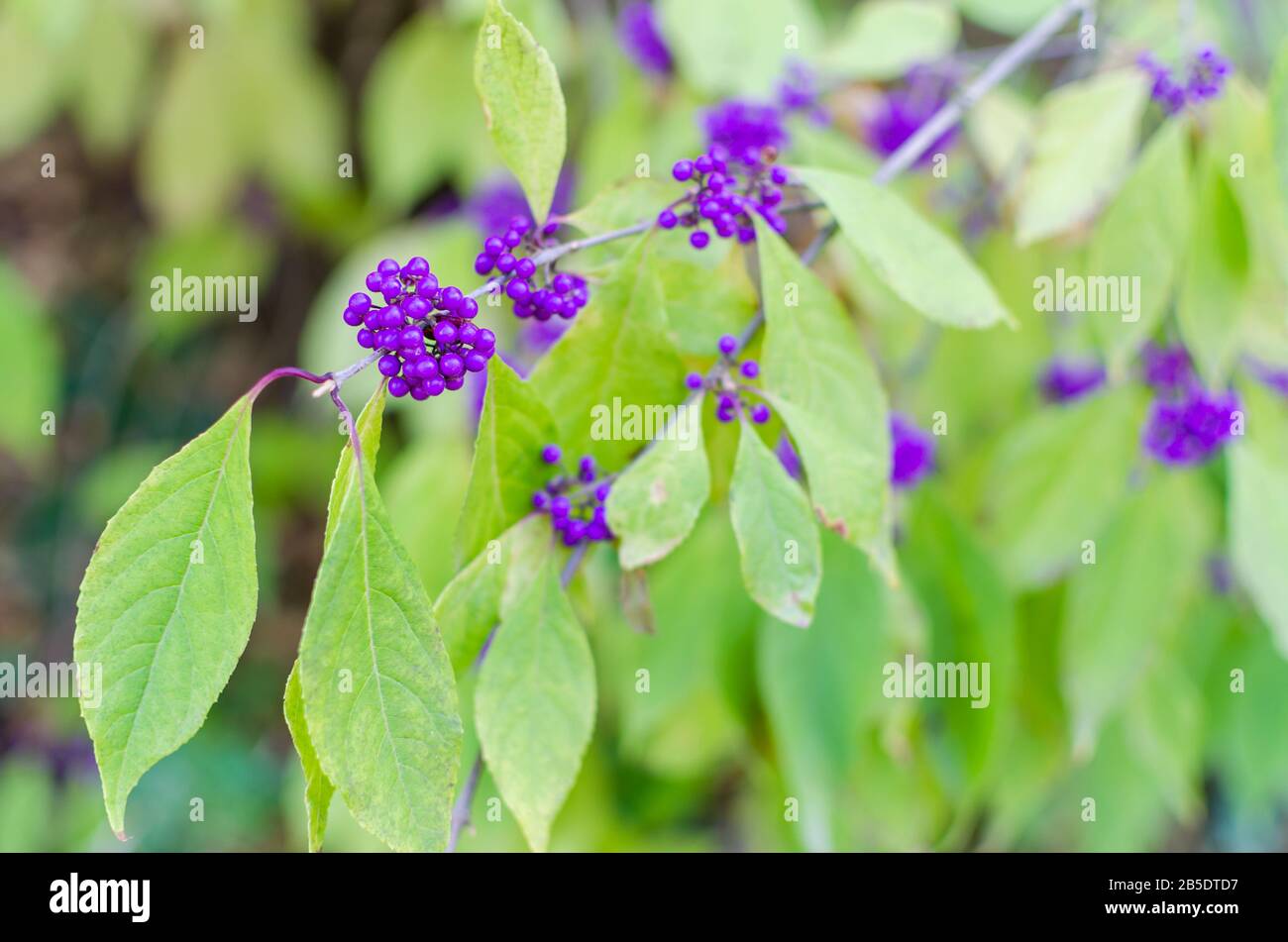 Baies de Callicarpa bodinieri en automne. Gros plan, mise au point sélective. CopySpace pour le texte. Banque D'Images