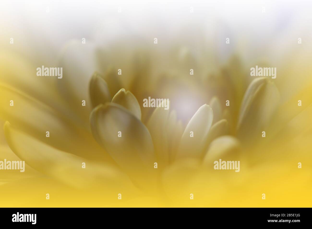 Magnifique Nature Contexte.Conception Artistique Florale.Photographie Macro Abstraite.Chrysanthemum Flower.White Fond.Papier Peint Artistique Créatif.Célébration Banque D'Images